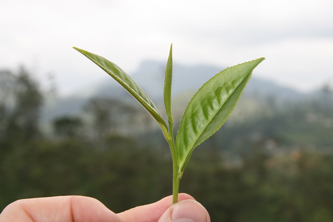 Camellia