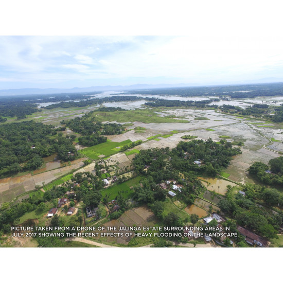 Jalinga - The World’s Only Certified Carbon Neutral Tea Garden