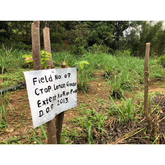 A visit to the estate that grows our Lemongrass & Ginger