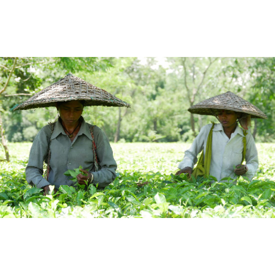 A visit to the Jalinga Tea Garden, Assam, North India