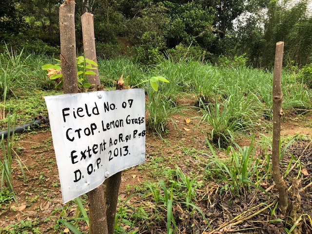 A visit to the estate that grows our Lemongrass & Ginger